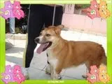 Cachorro ra a SRD idade 3 anos nome LUCKY