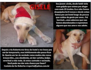 Cachorro raça SRD idade 3 anos nome GISELE