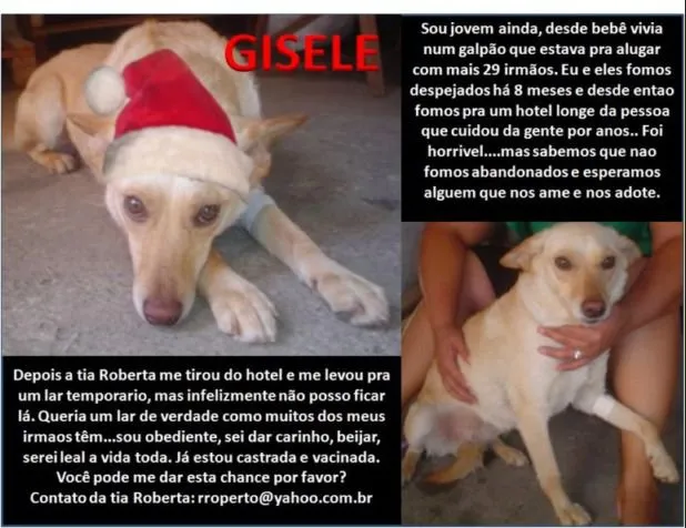 Cachorro ra a SRD idade 3 anos nome GISELE