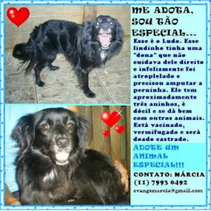 Cachorro raça SRD idade 3 anos nome LUDO