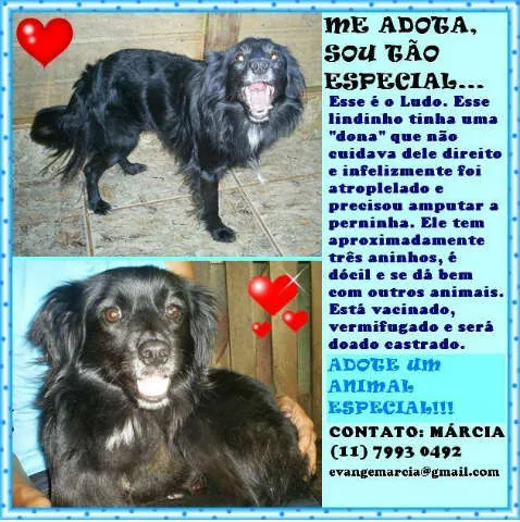 Cachorro ra a SRD idade 3 anos nome LUDO
