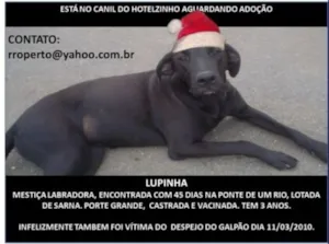Cachorro raça SRD + LABRADORA idade 3 anos nome LUPINHA
