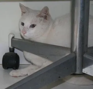 Gato raça SRD idade  nome BRANCA