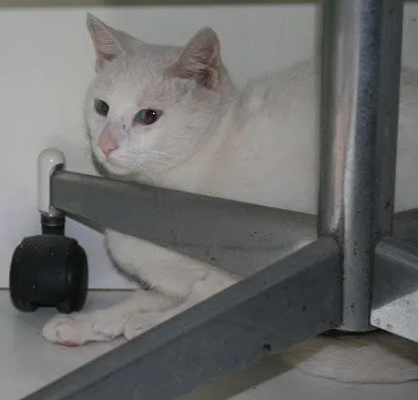 Gato ra a SRD idade nome BRANCA