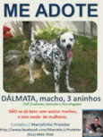 DALMATA
