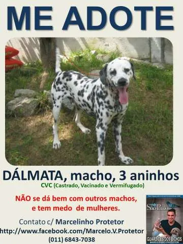 Cachorro ra a DALMATA idade 3 anos nome DALMATA