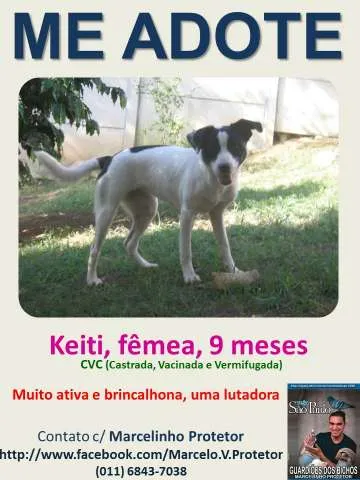 Cachorro ra a MIX SRD idade 7 a 11 meses nome KEITI