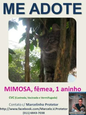 Gato raça FELINA idade 1 ano nome MIMOSA