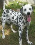 DALMATA