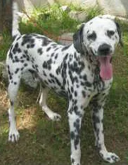 Cachorro raça DALMATA idade 3 anos nome DALMATA