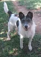 Cachorro ra a MIX COLLIE idade 3 anos nome BOLINHA