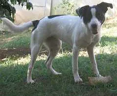 Cachorro raça MIX SRD idade 7 a 11 meses nome KEITI