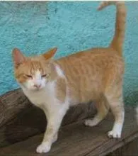 Gato raça FELINA idade  nome GABRIEL