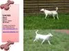 Cachorro raça PIT-BULL idade 4 anos nome LEONA