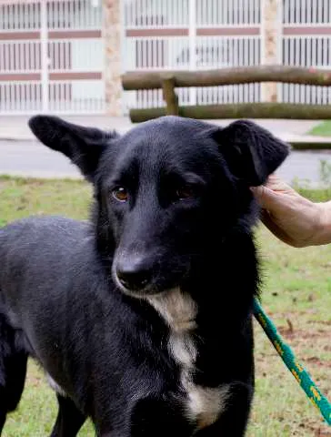 Cachorro ra a vira lata idade 1 ano nome neguinho