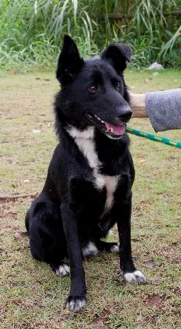 Cachorro raça vira lata idade 1 ano nome neguinho