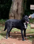 neguinho