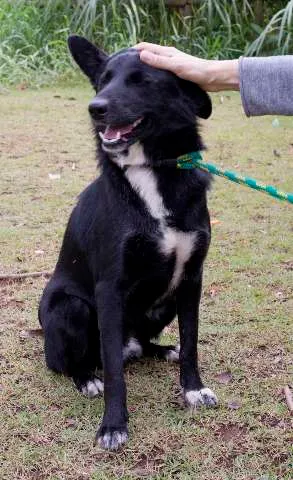 Cachorro ra a vira lata idade 1 ano nome neguinho