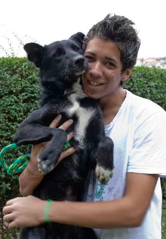 Cachorro ra a vira lata idade 1 ano nome neguinho