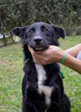 neguinho
