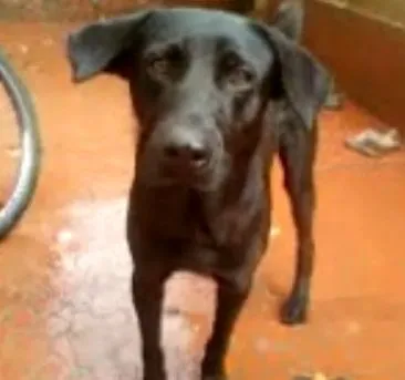 Cachorro ra a SRD idade 2 anos nome ??