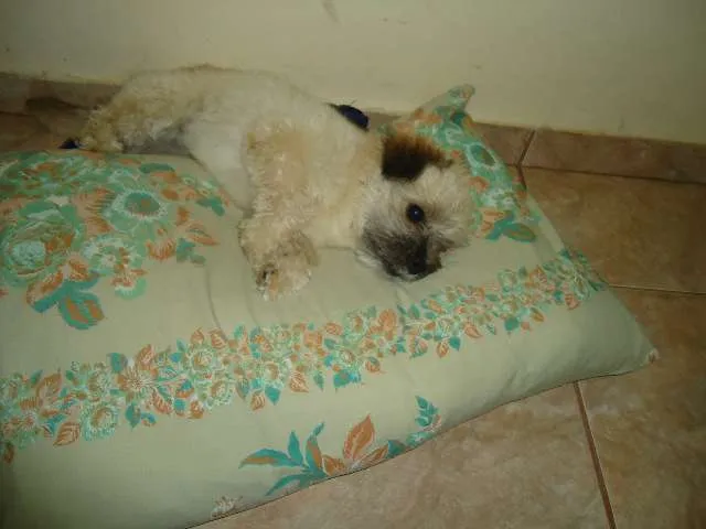 Cachorro ra a lhasa apso idade 1 ano nome Toddy GRATIFICA
