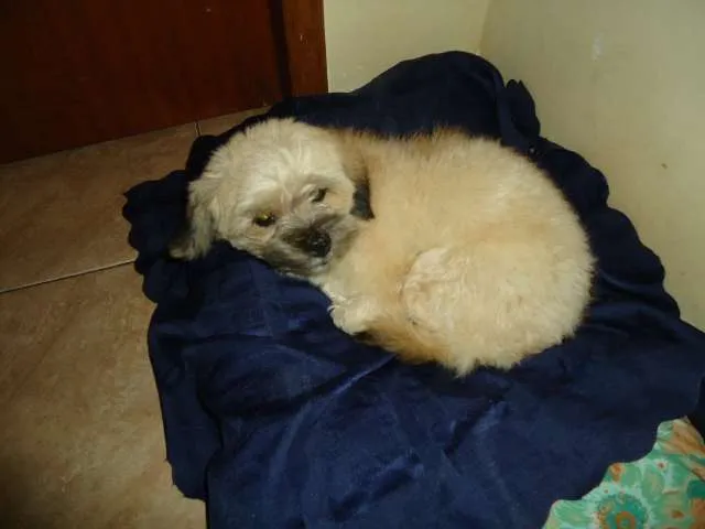 Cachorro ra a lhasa apso idade 1 ano nome Toddy GRATIFICA