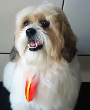 Cachorro raça Lhasa Apso idade 1 ano nome Desaparecido