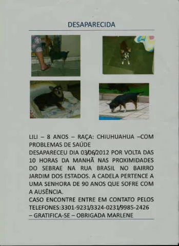 Cachorro ra a chiuaua idade 6 ou mais anos nome lili GRATIFICA