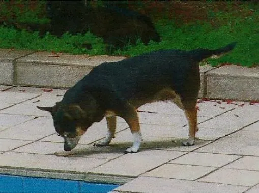 Cachorro ra a chiuaua idade 6 ou mais anos nome lili GRATIFICA