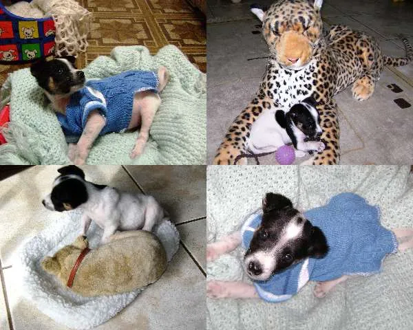 Cachorro ra a Mestiço fox paulistinha idade Abaixo de 2 meses nome Teddy (não definido)