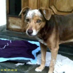 Cachorro raça srd idade 6 ou mais anos nome Careca
