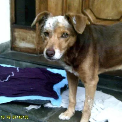 Cachorro ra a srd idade 6 ou mais anos nome Careca