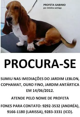 Cachorro ra a BASSETHOUND idade  nome Profeta