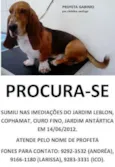 Profeta