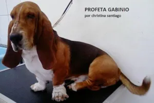 Cachorro raça BASSETHOUND idade  nome Profeta