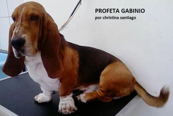 Cachorro ra a BASSETHOUND idade  nome Profeta
