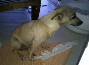 Cachorro raça Pinscher  idade  nome ENCONTRADA