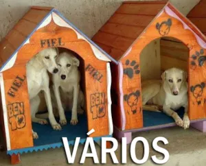 Cachorro raça SRD idade  nome Vários Adote Um Cão