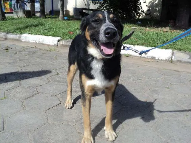 Cachorro ra a SRD idade 3 anos nome Toulose