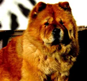 Cachorro raça Chow Chow idade 1 ano nome Simbah GRATIFICA