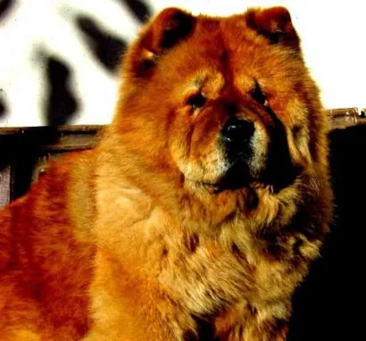 Cachorro raça Chow Chow idade 1 ano nome Simbah GRATIFICA