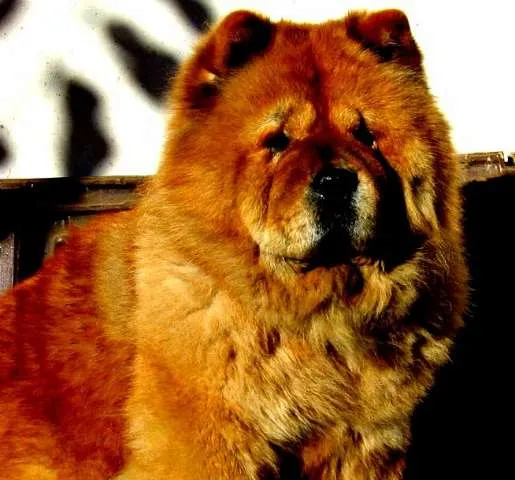 Cachorro ra a Chow Chow idade 1 ano nome Simbah GRATIFICA