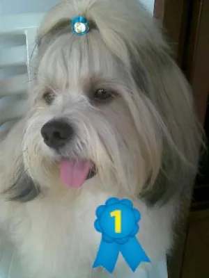 Cachorro raça Lhasa Apso idade 3 anos nome dink