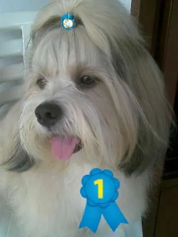 Cachorro ra a Lhasa Apso idade 3 anos nome dink