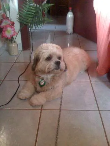 Cachorro ra a Lhasa Apso idade 3 anos nome dink