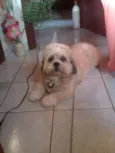 dink
