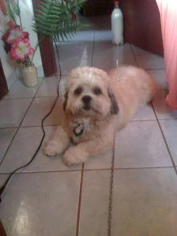 Cachorro ra a Lhasa Apso idade 3 anos nome dink