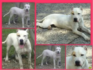Cachorro raça DOGO ARGENTINO idade 2 anos nome CHEETARA