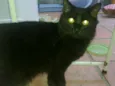 Neguinho
